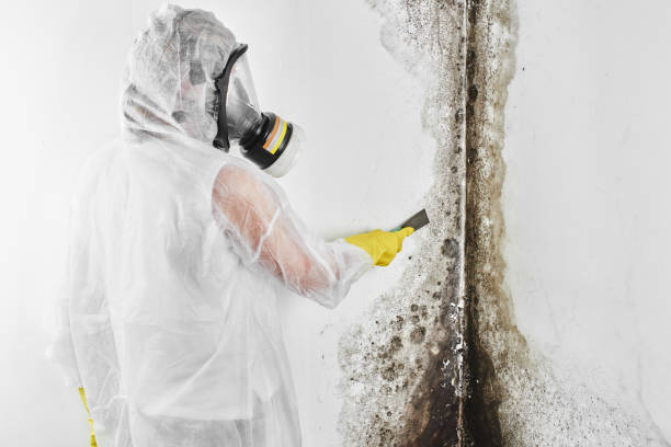 Best Best Mold Removal Companies  in South Henderson, NC