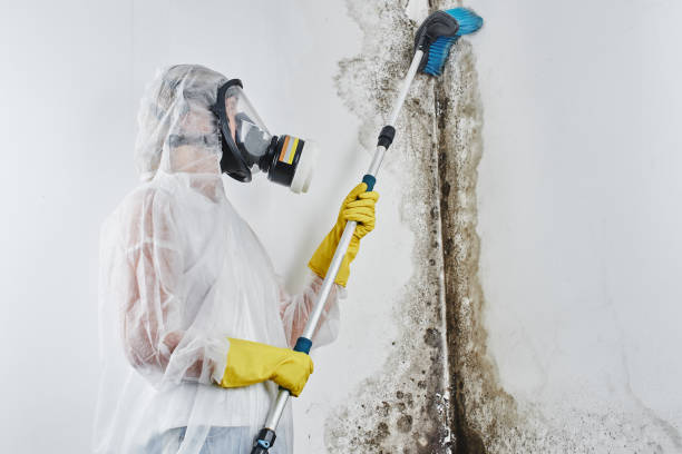 Best Emergency Mold Removal  in South Henderson, NC