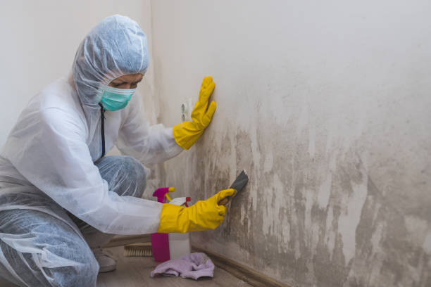 Best Black Mold Removal  in South Henderson, NC