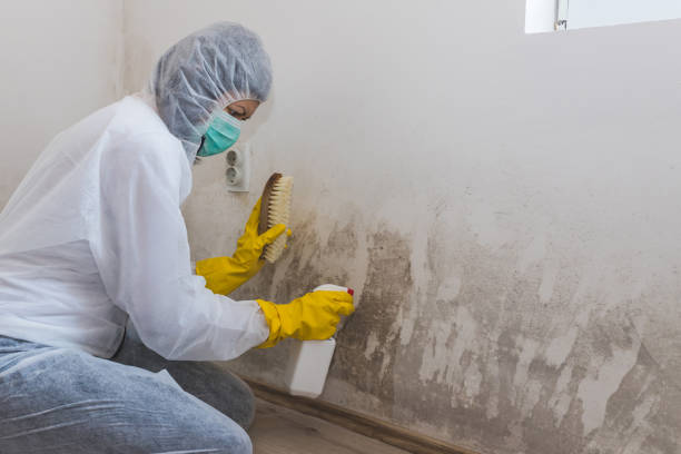 Best Toxic Mold Removal  in South Henderson, NC