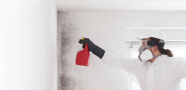  South Henderson, NC Mold Removal Pros