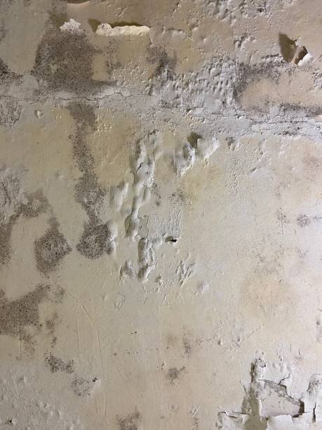 Best Mold Removal Near Me  in South Henderson, NC