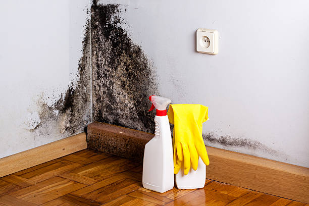 Best Mold Testing  in South Henderson, NC