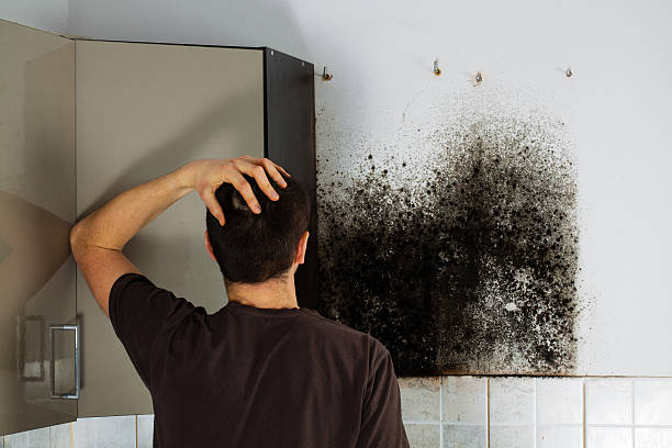 Best Affordable Mold Removal  in South Henderson, NC